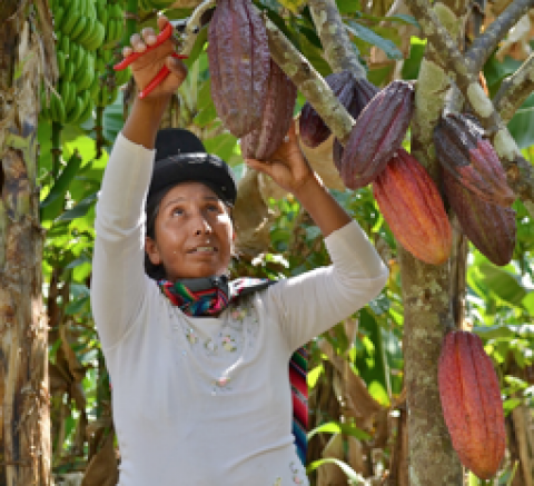 Comment le chocolat des petits producteurs lutte contre les effets des changements climatiques