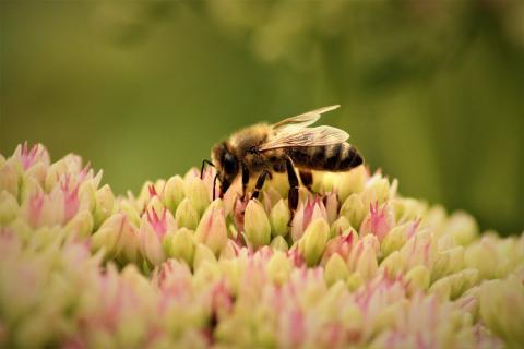 Un plan de 50 millions pour la biodiversité à Genève