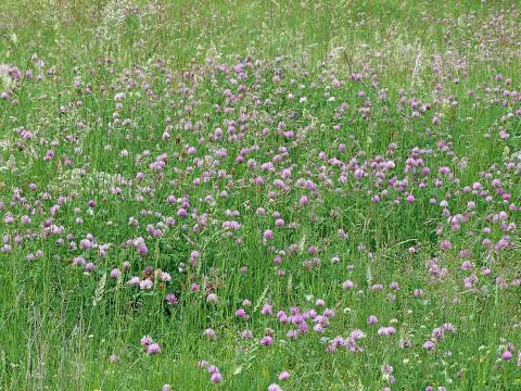 Pesticides : coup vache du lobby paysan