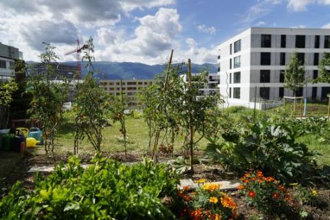 L’Ecoquartier des Vergers à Meyrin en pleine construction depuis 5 ans