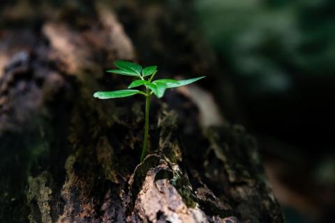 Green guérilla : comment fabriquer une bombe à graines et végétaliser l’espace urbain ? - article de PositiVR