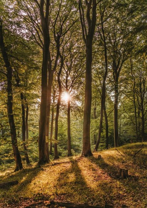 Les bienfaits de la forêt sur notre santé - Article du MouvementUP