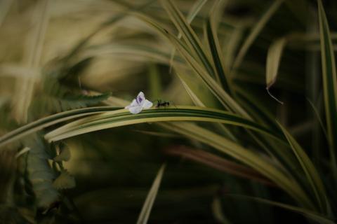 "Et si les fourmis remplaçaient les pesticides ?" - article de PositiVR