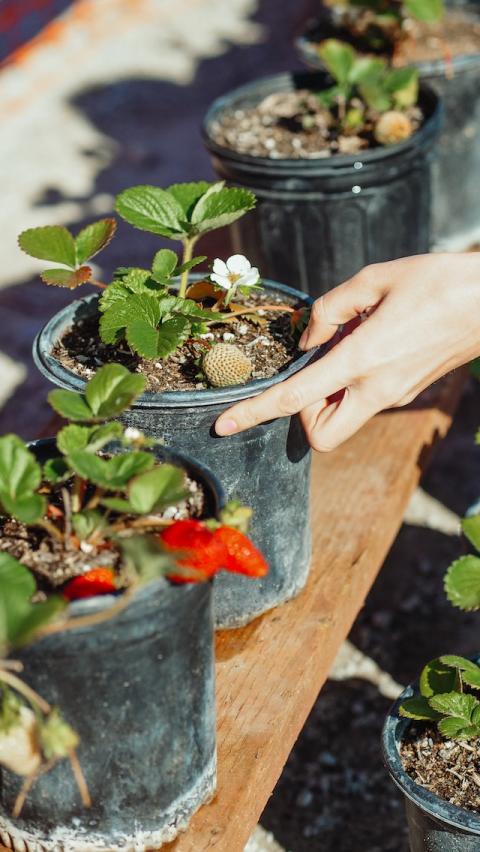 " Concombre, cornichons, poivrons : ces légumes pousseraient mieux en ville qu’à la campagne" - article de PositiVR