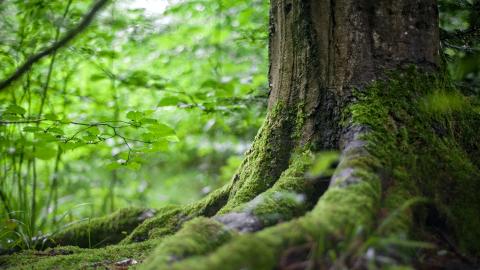 Un îlot de fraîcheur retrouvé au Bois de la Bâtie