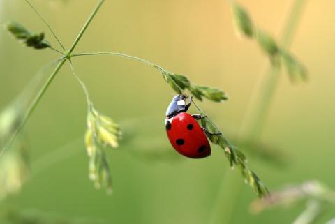 " sur ARTE, un documentaire choc : "Insecticides, comment l'agrochimie a tué les insectes " " - article de Novethic